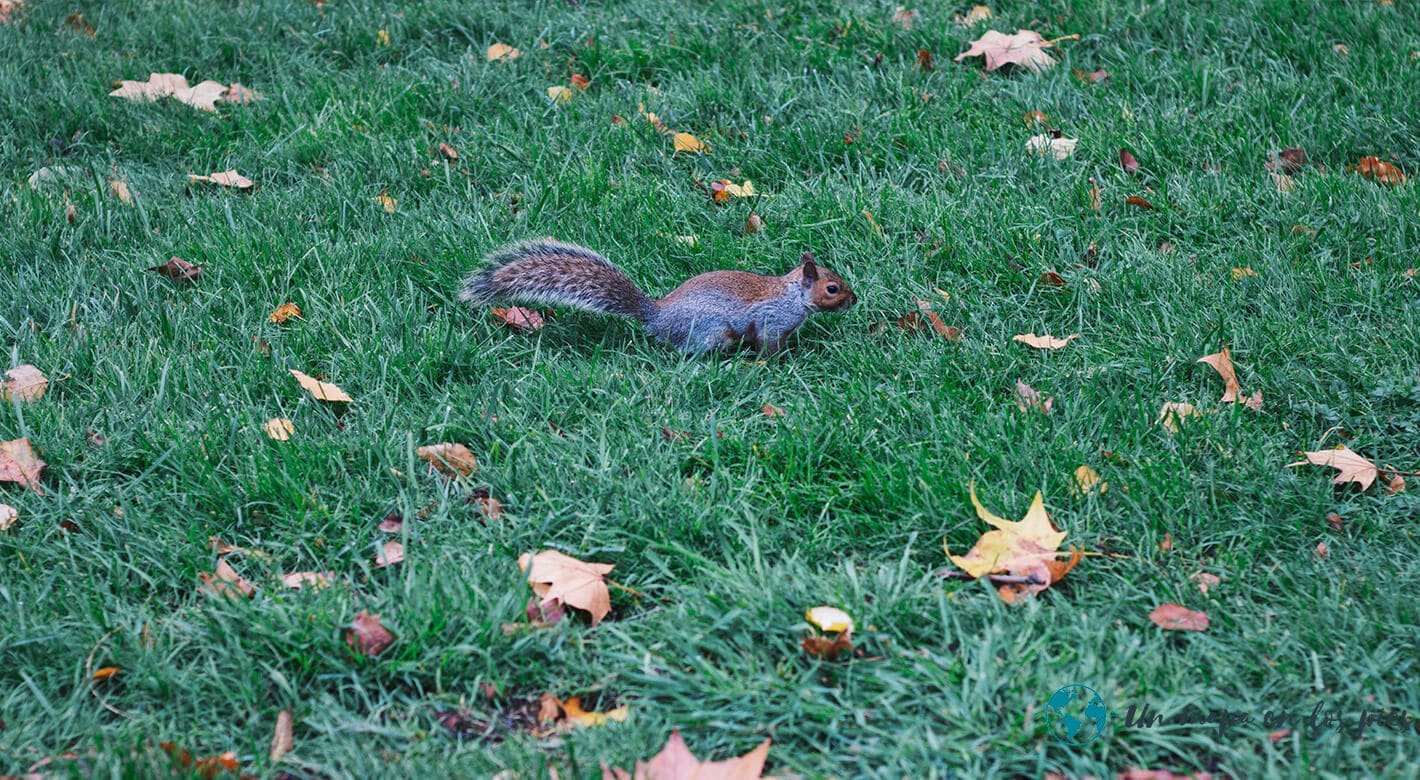 hyde-park-ardilla